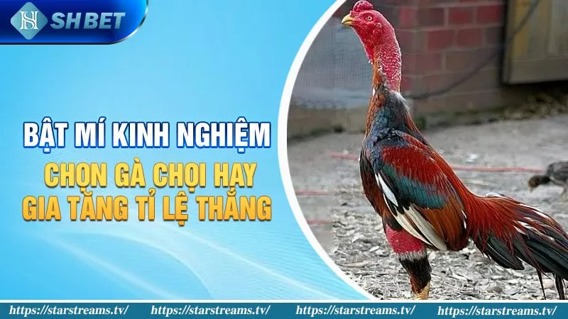Đánh giá chi tiết các điều khoản và điều kiện của giải thưởng Hl8 - Hl8