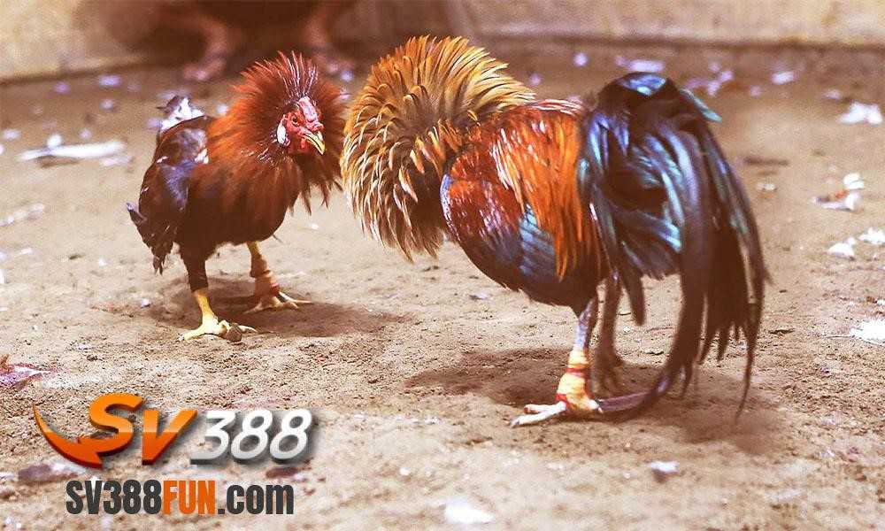 Cổng thông tin trò chơi huyền thoại Eu9 - Eu9