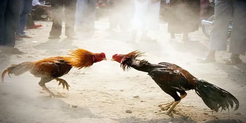 Cá cược không giới hạn Sin88 - Sin88