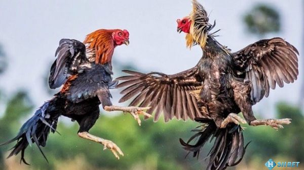 Tại sao nên đặt cược vào các sự kiện thể thao cấp độ Qqvn? - Qqvn